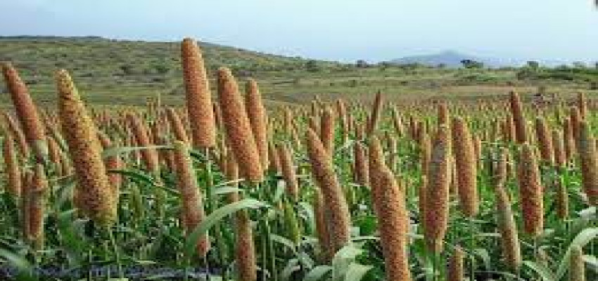 APEDA inks MoU with Lulu Group to promote millets in GCC countries