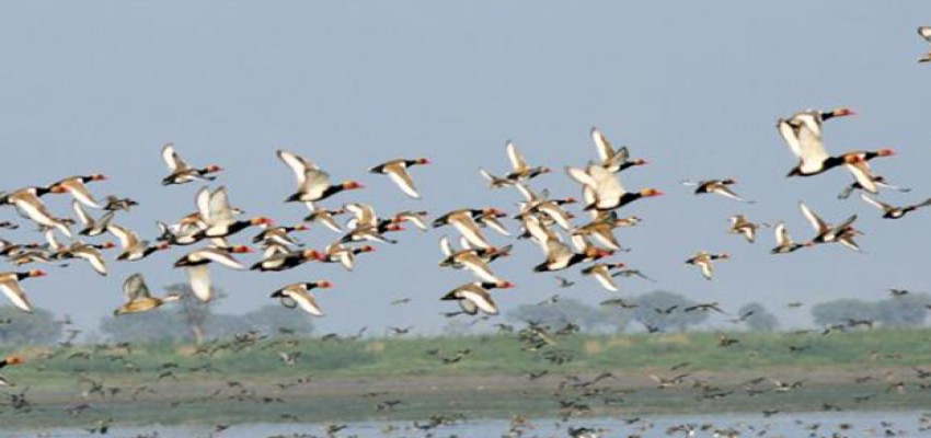Amrit Dharohar: A scheme to encourage optimal use of wetlands