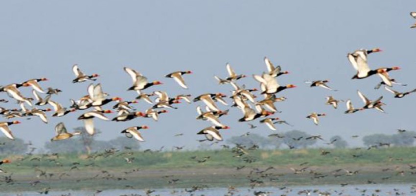 Waterbird numbers drop in Kole wetlands