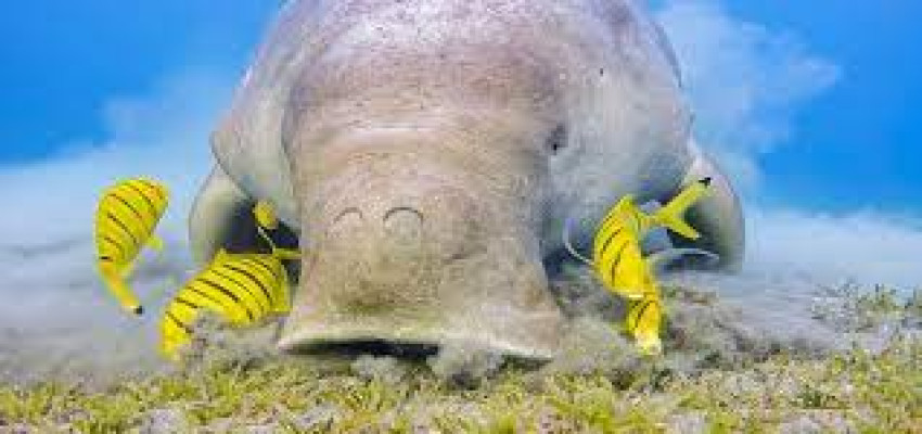 Dugong Safely Released By Tamil Nadu Fishermen