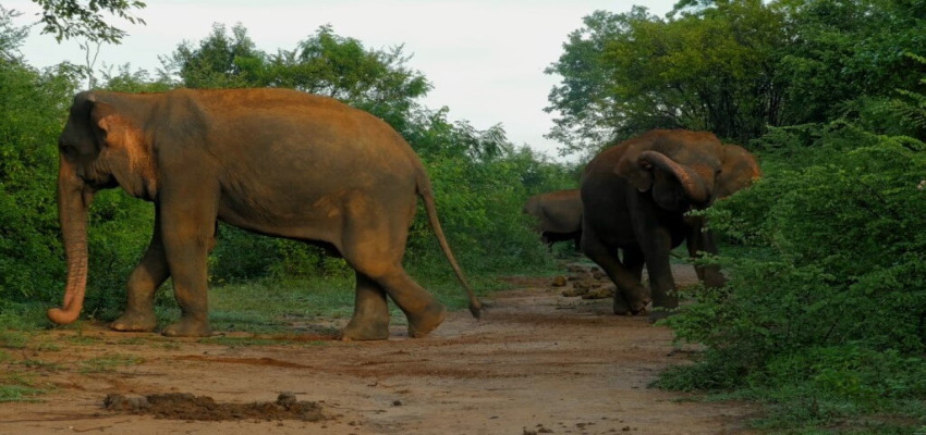 Gaj Utsav 2023 – 30 Years of Project Elephant