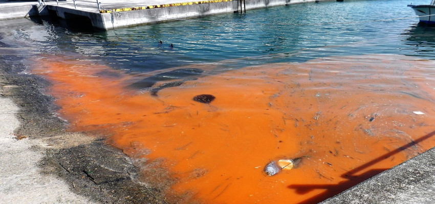Red Tide: A type of harmful algal bloom