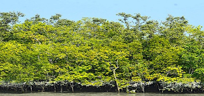 Status of Mangrove Plantations
